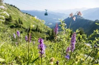 Alpenblumen-Lehrpfad am Walmendingerhorn