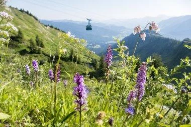 Alpenblumen-Lehrpfad am Walmendingerhorn